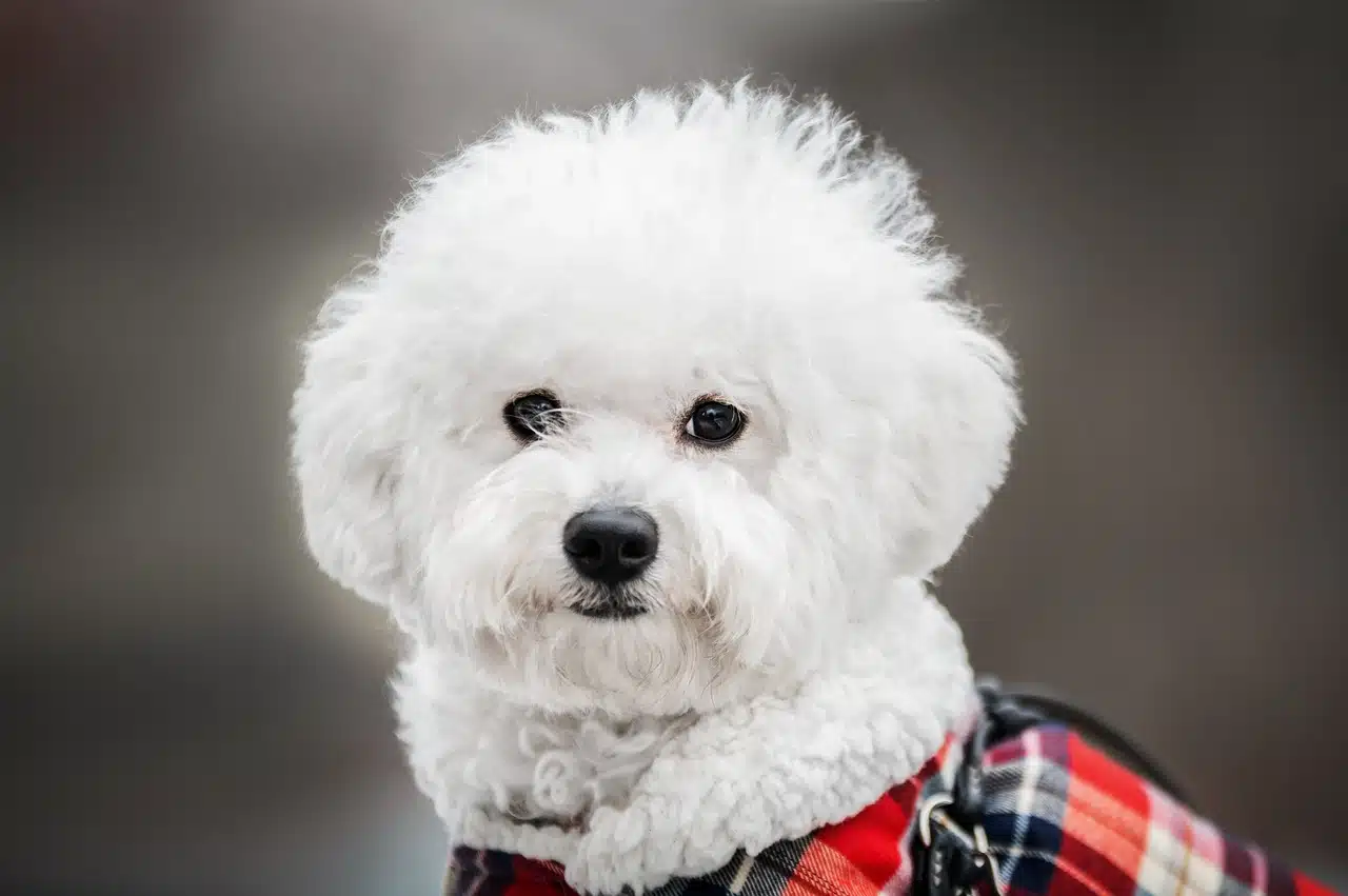 Pourquoi adopter le Bichon Maltais ?