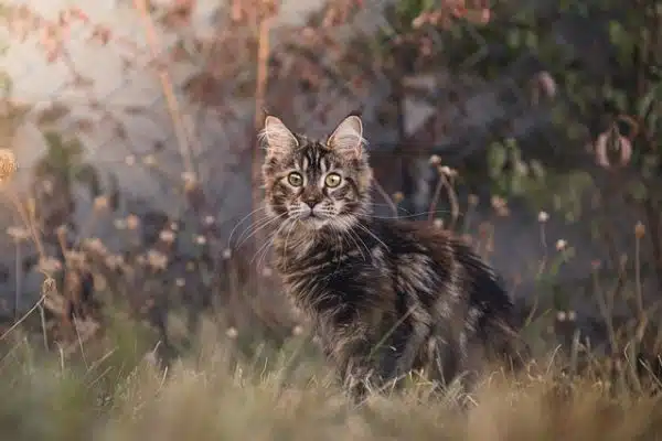 En quoi le Maine Coon se démarque-t-il ?