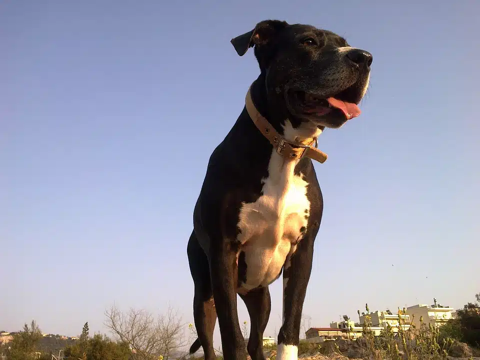 Comment déclarer un chien de 1ère ou 2ème catégories ?