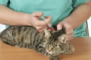 Stérilisation des chats : avantages et inconvénients des options disponibles