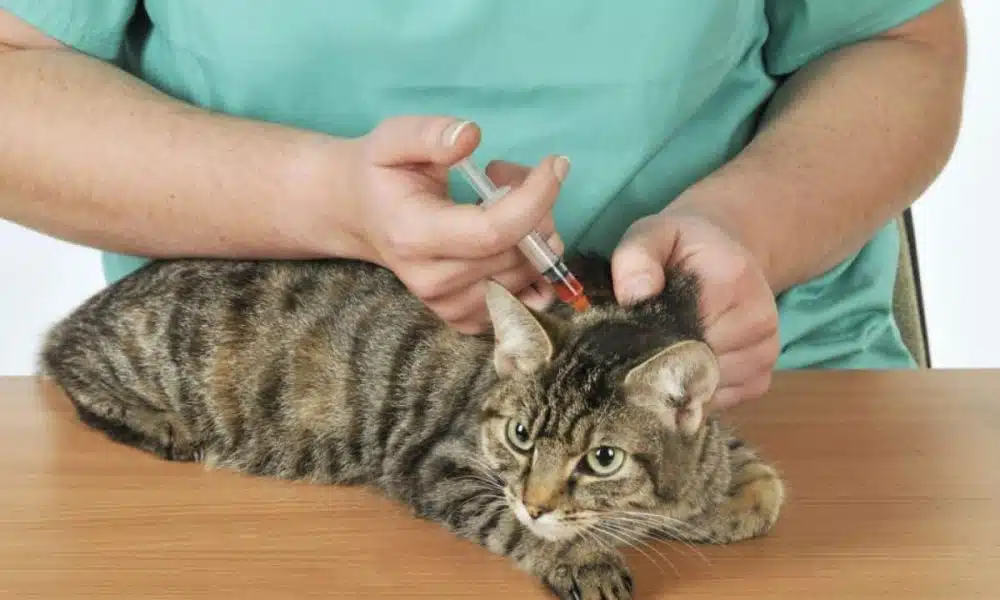 Stérilisation des chats : avantages et inconvénients des options disponibles