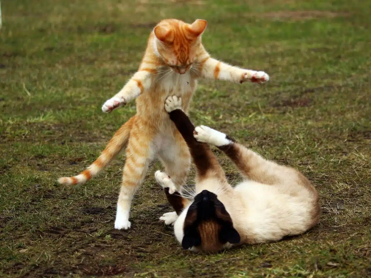 Comment gérer les conflits entre chats ?