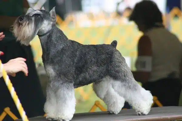 Découvrez le schnauzer nain, un compagnon unique en son genre