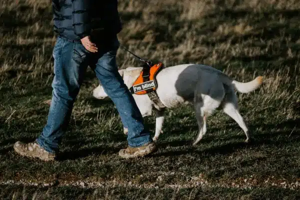 Quels sont les meilleurs harnais pour chiens ?