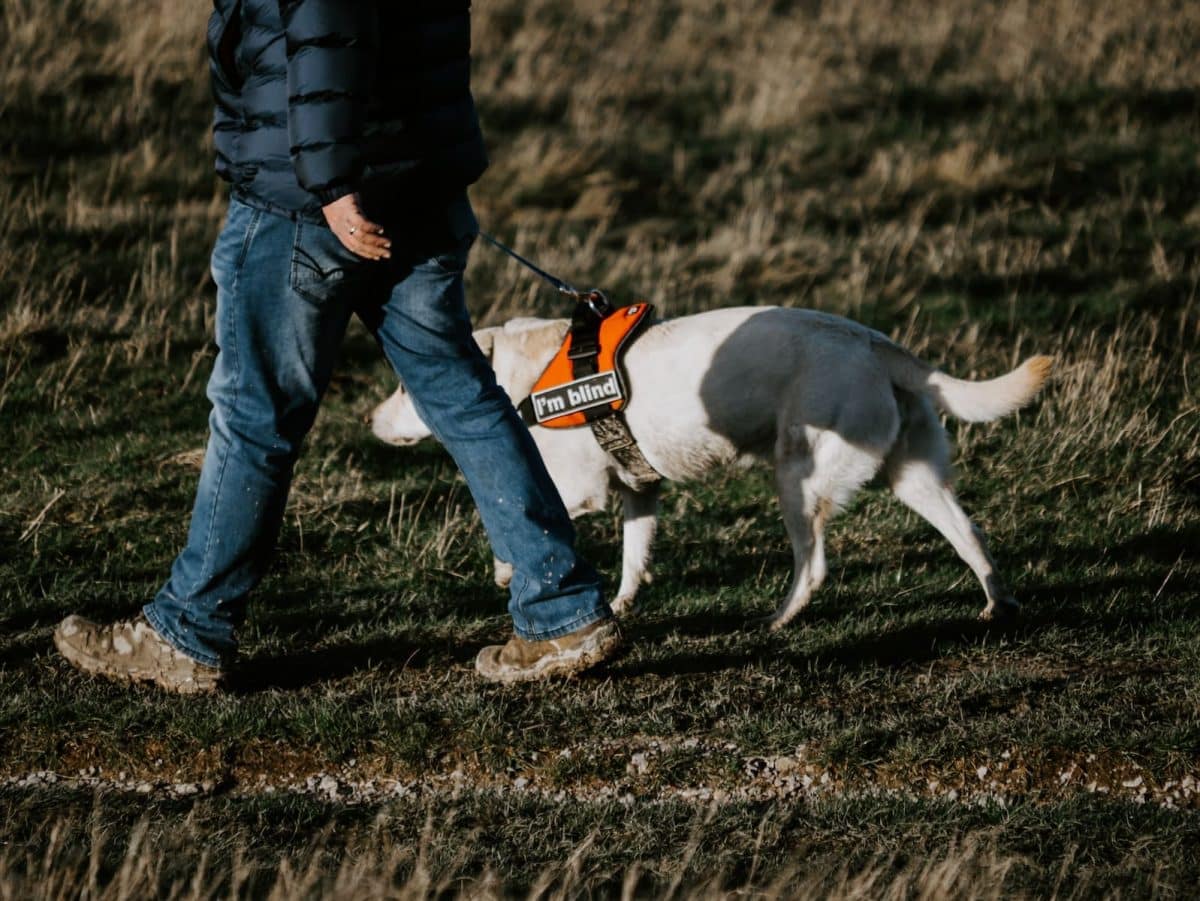 Quels sont les meilleurs harnais pour chiens ?