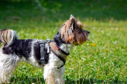 Harnais pour petit chien : collier ou harnais, comment choisir et bien ajuster ?