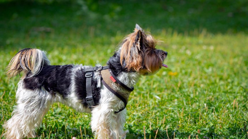 Harnais pour petit chien : collier ou harnais, comment choisir et bien ajuster ?