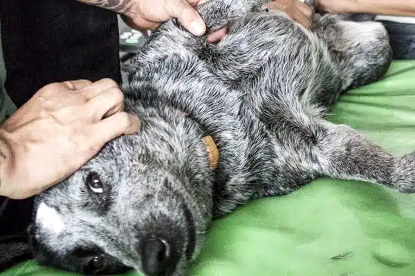 Les bénéfices insoupçonnés de l’adoption d’un animal de compagnie pour votre bien-être