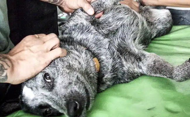Les bénéfices insoupçonnés de l’adoption d’un animal de compagnie pour votre bien-être
