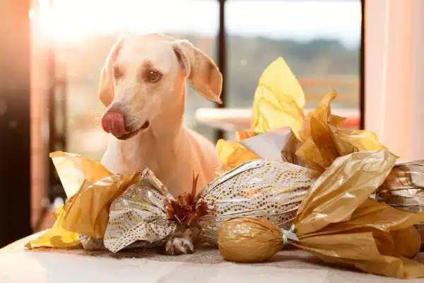 L’intoxication par le chocolat chez le chien