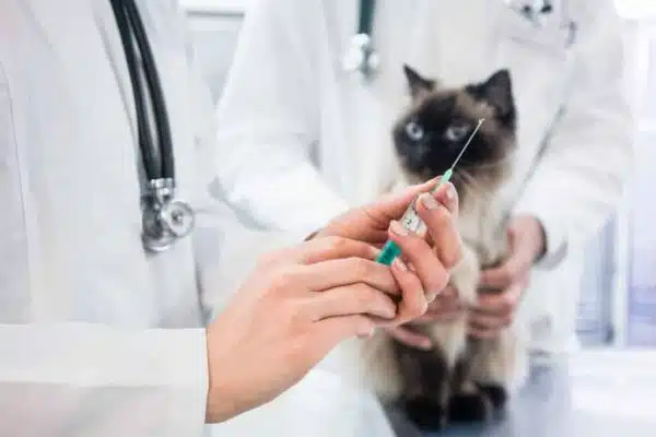 Faut-il vacciner un chat qui ne sort pas ?