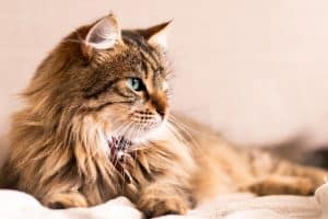 Les croquettes sans céréales sont-elles le meilleur choix pour votre chat ?