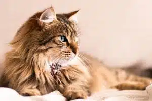Les croquettes sans céréales sont-elles le meilleur choix pour votre chat ?