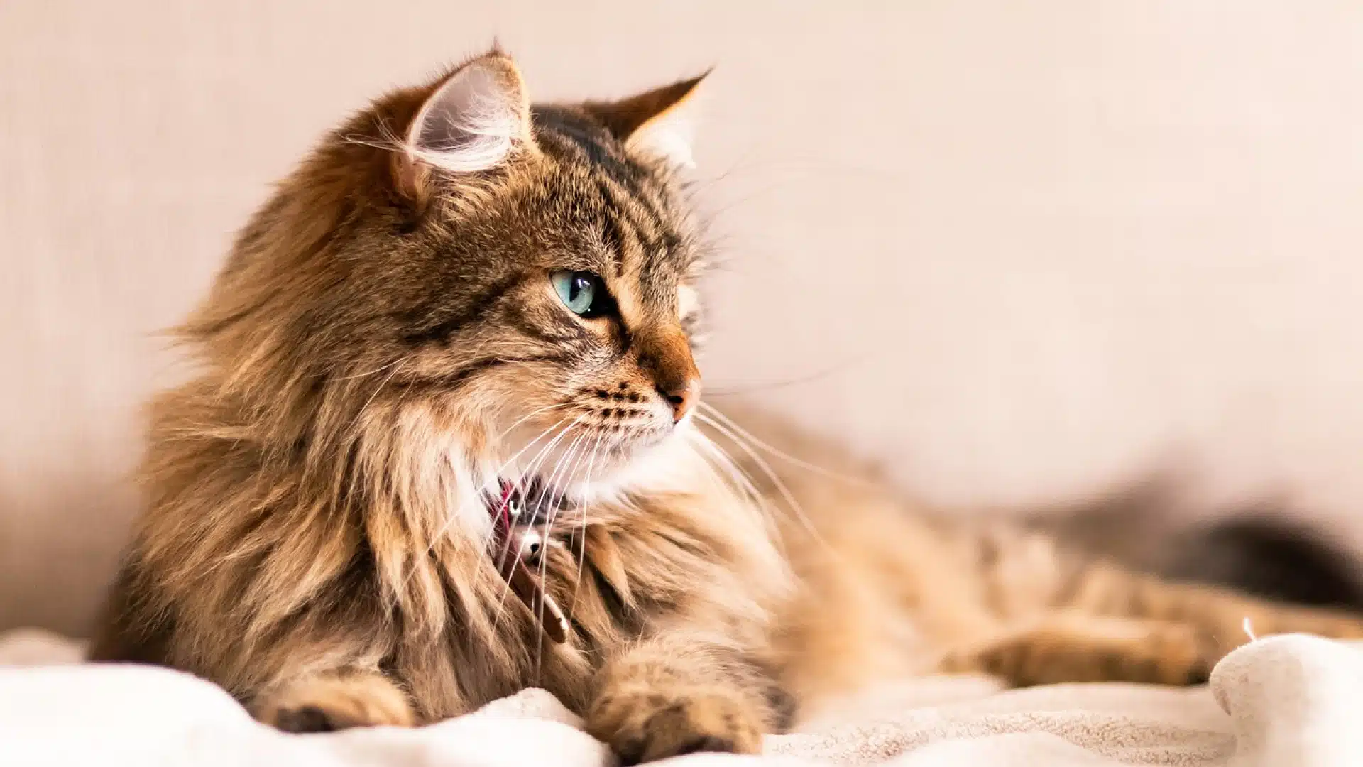 Les croquettes sans céréales sont-elles le meilleur choix pour votre chat ?