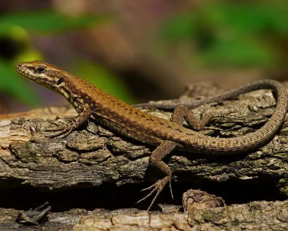 lézard des murailles