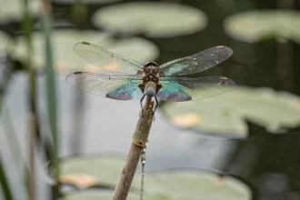 Libellule posée sur un roseau au bord d'un étang, ailes déployées avec détail des nervures translucides, photo macro réaliste