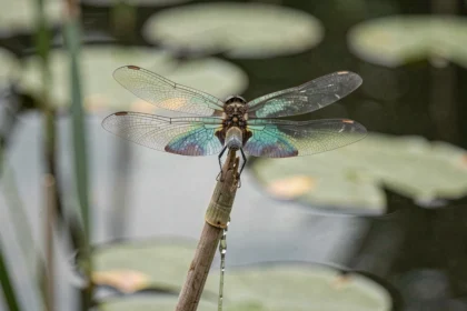 Libellule posée sur un roseau au bord d'un étang, ailes déployées avec détail des nervures translucides, photo macro réaliste