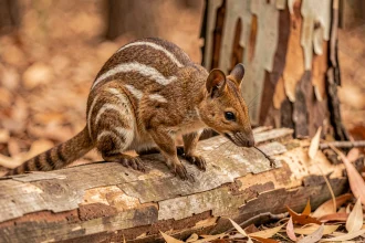 Numbat, petit marsupial rayé d'Australie, sur un tronc d'eucalyptus dans un bois sec — animal en N méconnu