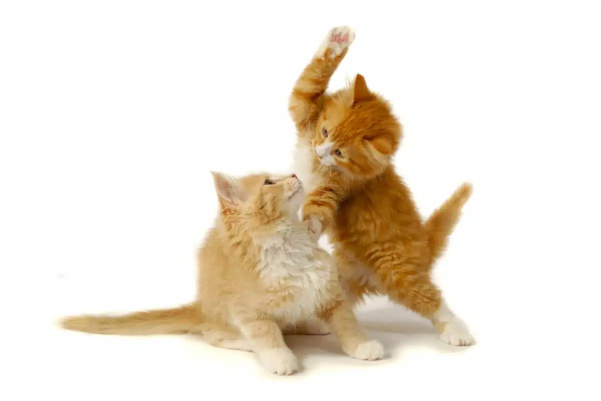 conflits entre chats