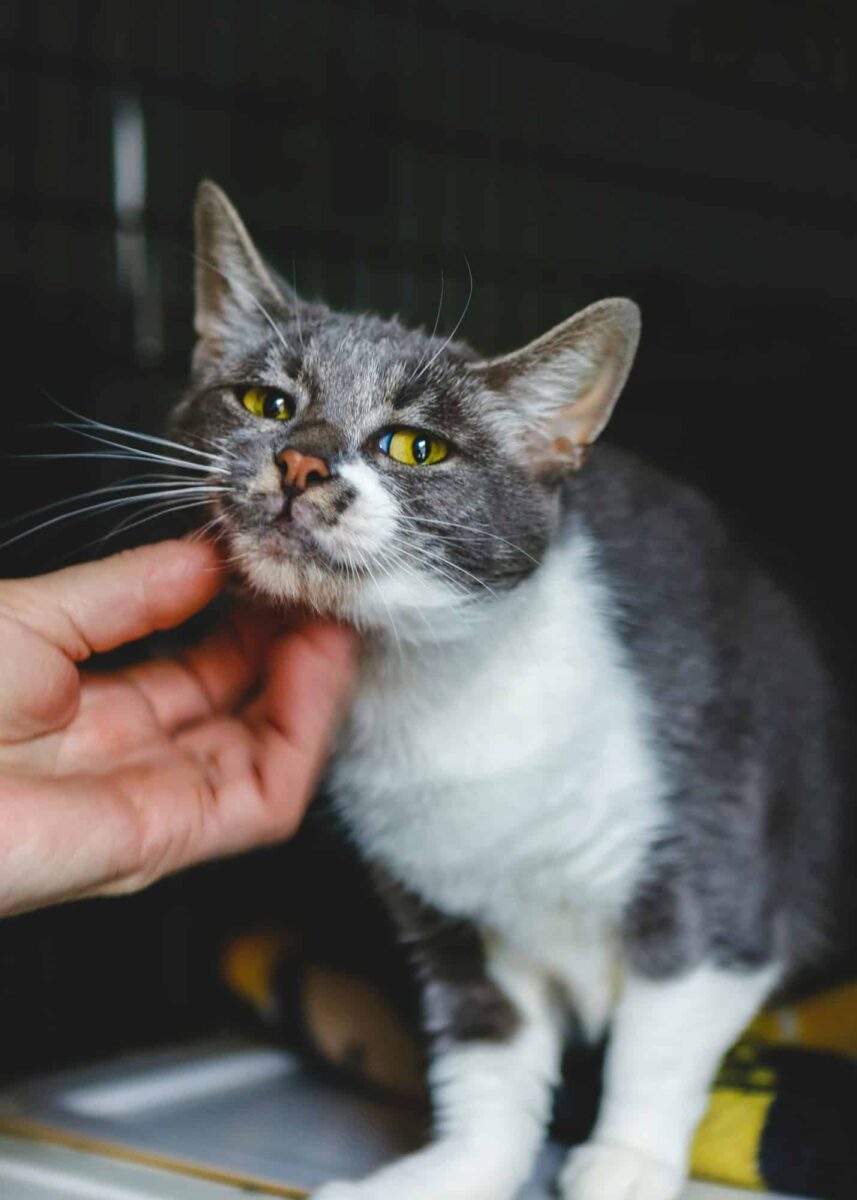 L’importance de l’adoption des animaux domestiques