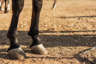 Ramasser les crottins au pâturage : un geste simple, essentiel pour la santé du cheval