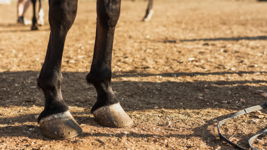 Ramasser les crottins au pâturage : un geste simple, essentiel pour la santé du cheval