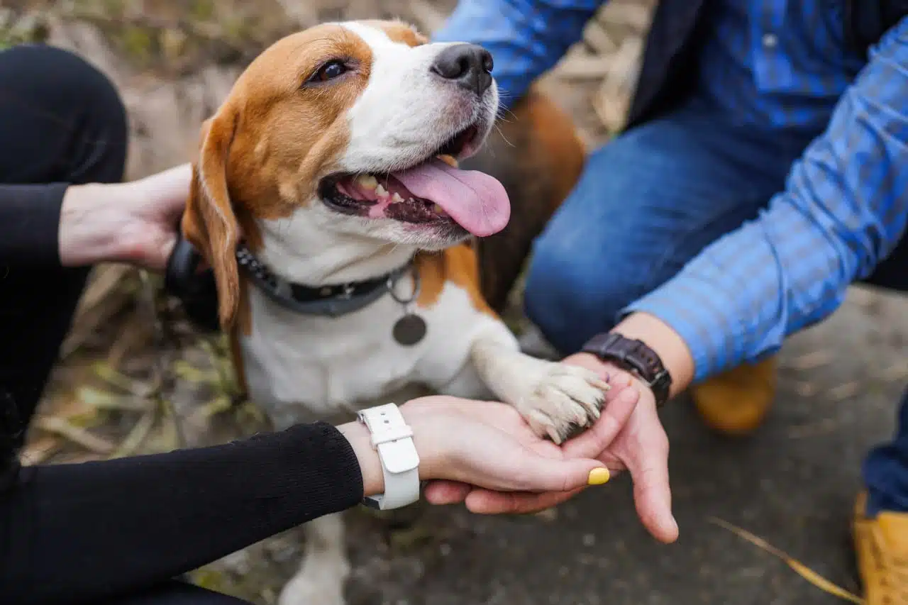 contacter en cas de maltraitance animale