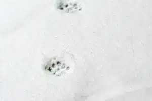 Comment prendre l’empreinte de votre animal ?
