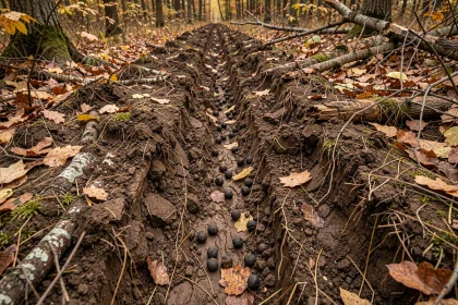 Sol retourné par des sangliers en forêt avec fougères piétinées et terre fraîchement fouillée, indices typiques de présence de grand gibier