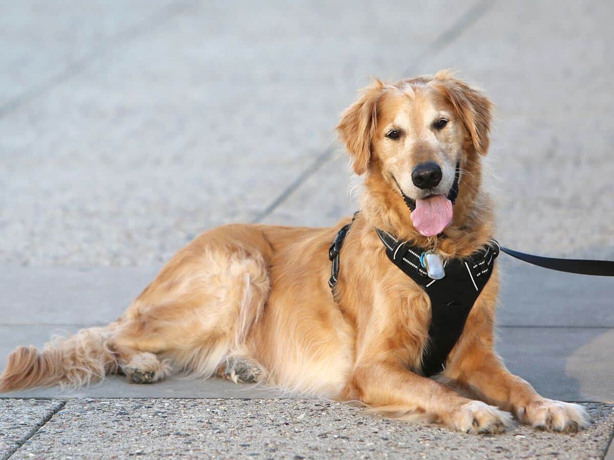 Harnais pour chien