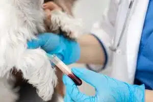 Prix d’une opération des yeux pour chien : combien ça coûte ?