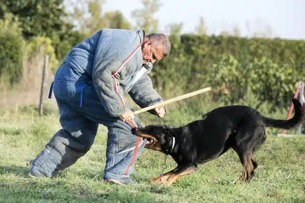 Comment faire une analyse des signes potentiels de danger d’un chien adopté en SPA ?