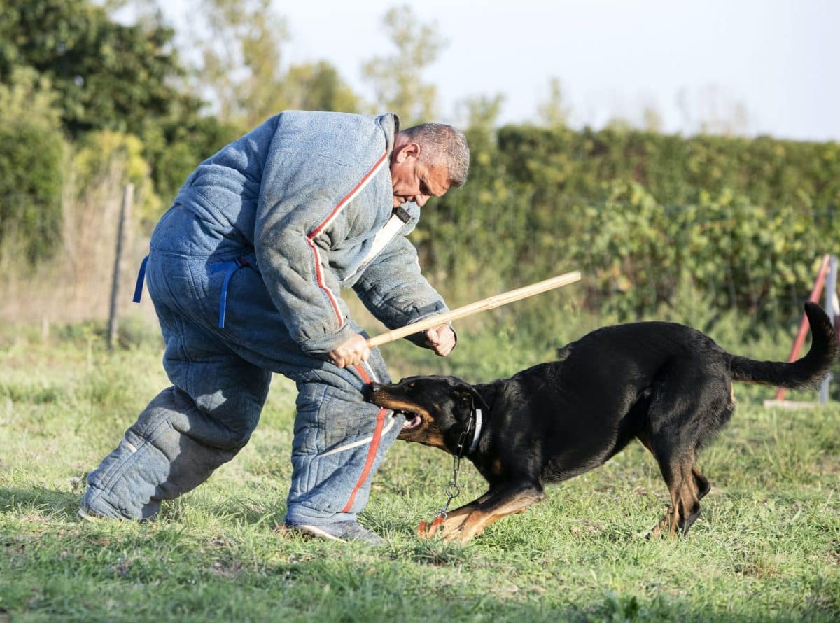 Comment faire une analyse des signes potentiels de danger d’un chien adopté en SPA ?