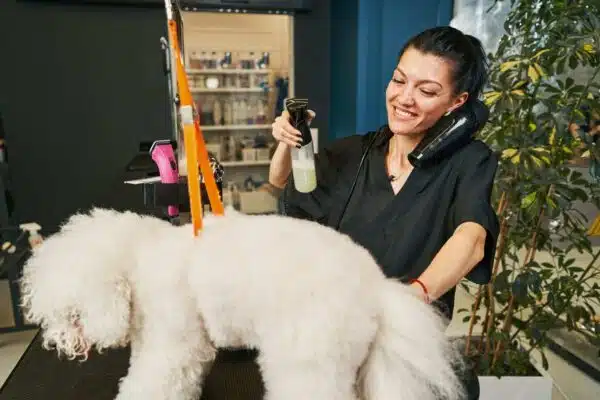 Ladybel cosmétiques pour animaux : le développement des produits cosmétiques pour les animaux